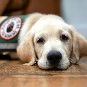 Get a service dog for whatever assistance you need