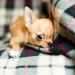 The best small dogs enchant everyone they meet