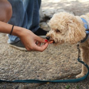 Dog training pouches allow you to train your dog anywhere