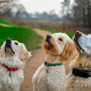 Dog training treats help your dog pick up new behaviors