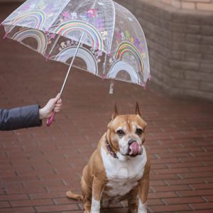 Umbrella dog leashes keep your faithful friend dry in the rain