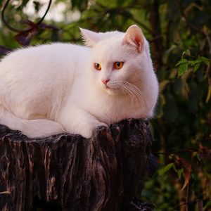 White cat names should conjure a sense of mystery