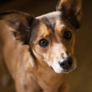 Dogs understand humans better than we may have thought