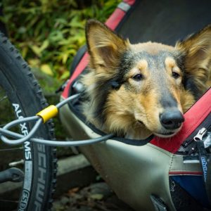 Dog bike trailers let your dog go cycling with you