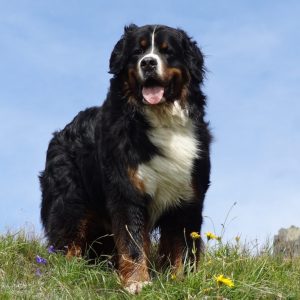 Giant dog breeds are some people's favorites