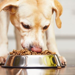 Dog food delivery services are quickly gaining in popularity
