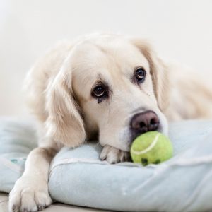 Tennis ball launchers are the perfect canine accessory