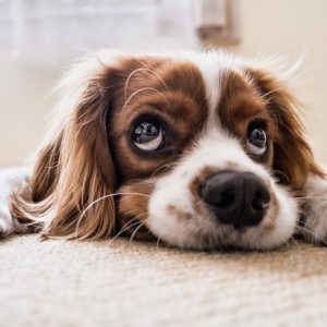 After-spay care keeps your dog safe and healthy