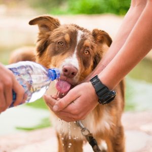 Automatic water bowls keep your dog refreshed at any time