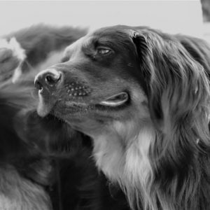 dog-3684131_1920-1024ž683 Flea and tick prevention prevents excessive itching