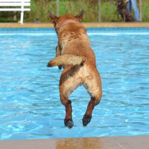 Dog swimming pools are the perfect summer accessory