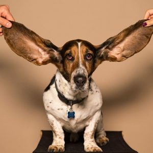 Dog ear cleaners help you keep those ears looking and smelling their best