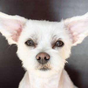 Clean your dog's ears to keep them healthy