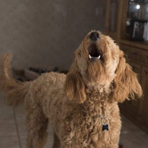 Stop your dog from barking - without resorting to extremes