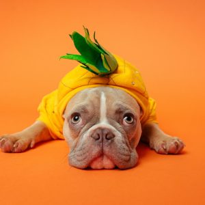 Dog Halloween costumes allow you to express your kiddos personality