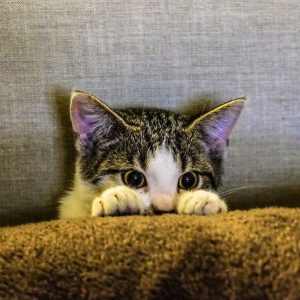 kitten-animal-pet-paws How to find a lost cat is important information to have