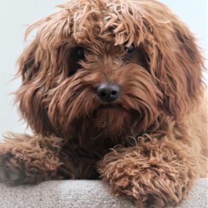Dog wipes work for grooming between baths