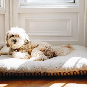 Washable dog beds keep your home smelling fresh