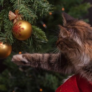 How to keep cats away from the Christmas Tree