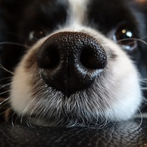 My dog's nose is dry