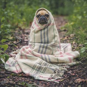 Dog blankets work for plenty of different situations