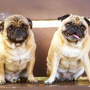 The Pug lifespan is normal but packed with major health concerns