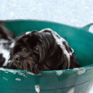 Bathe your dog without causing a fuss
