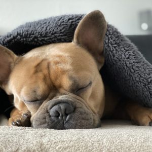 The calmest dog breeds don't mind snoozing while you work