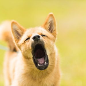 The best bark collars help with training excessive barking