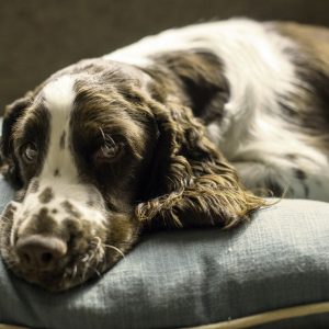 Calming dog beds work to soothe anxiety