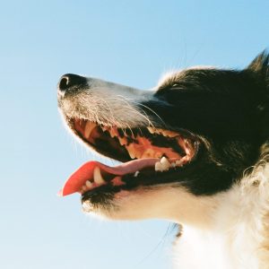 Dog toothpaste helps you keep those teeth looking their best